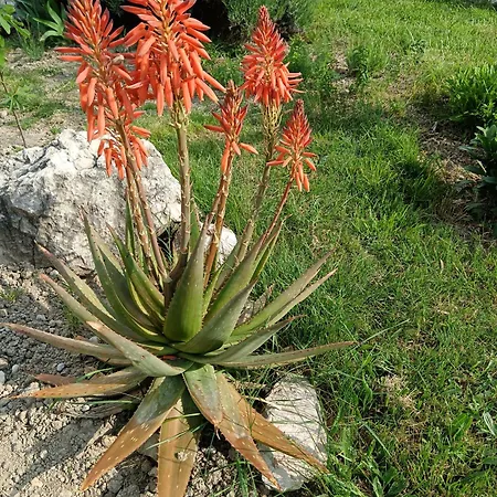 아파트 Marijan - 르티나