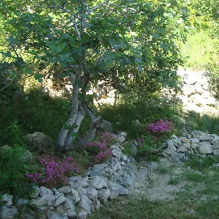 Marijan -