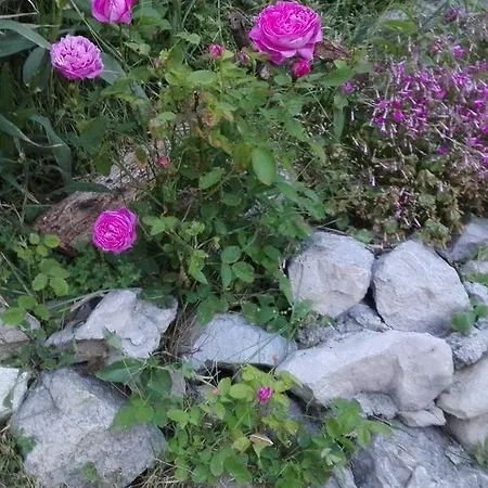 Marijan - 아파트 *