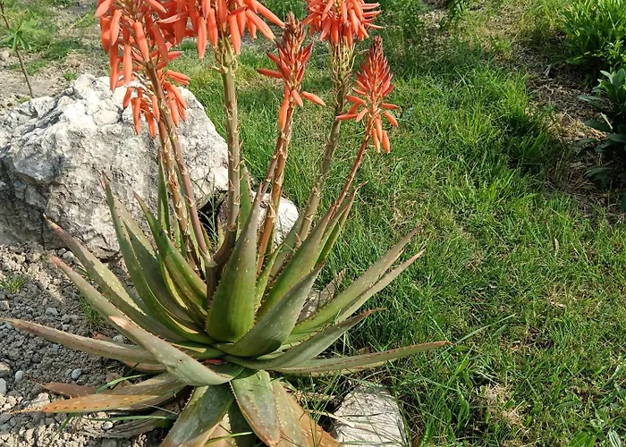 Апартаменты Marijan - Ртина