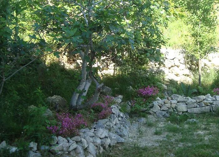 Marijan -