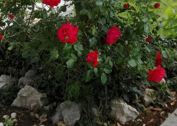 Marijan - Ртина