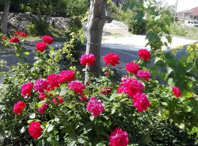 Marijan -