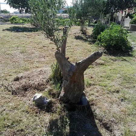 Marijan - ريتنا